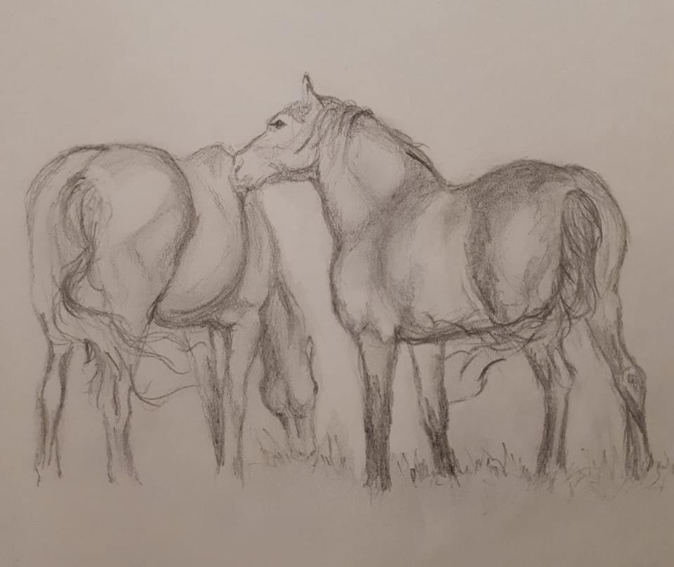 Horse Pencil Drawing